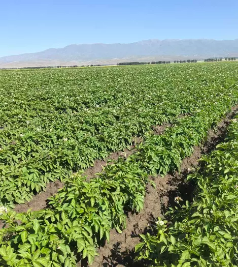 How Does Xinjiang Wenxing Potato Industry Secure Raw Material Supply via 2026 Spring Potato Planting?